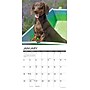 2026 Willow Creek Miniature Dachshunds 12" x 12" Monthly Wall Calendar (51924)~#|#~F1EF8333-0160-4AAB-9D93004D3644FF5E_sc7