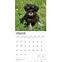 2026 BrownTrout Schnauzer Puppies 12" x 12" Monthly Wall Calendar (9798330705443)~#|#~F245BEC6-A6A2-4A7F-9633F51B8FAAFA97_sc7