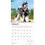 2026 BrownTrout Miniature Schnauzers 12" x 12" Monthly Wall Calendar (9798330705467)~#|#~F266674F-4470-4CB8-B24C53CC743B0FB4_sc7