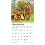2027 BrownTrout German Shepherds 7" x 7" Monthly Wall Calendar, Assorted Colors (9798330710003)~#|#~F288F17F-D0B0-4B65-AD049263ACCEB69A_sc7