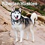 2026 BrownTrout Siberian Huskies 12" x 12" Monthly Wall Calendar (9798330705580)~#|#~F299A4FC-E314-4D0F-8F9F3FD2F294D525_sc7