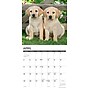 2027 Willow Creek Yellow Lab Puppies 12" x 12" Monthly Wall Calendar, Assorted Colors (63088)~#|#~F2D90011-E96D-4074-86A40055F356C216_sc7