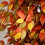 Nearly Natural 9' Autumn Ficus Artificial Fall Tree (T4768)~#|#~F31B0274-AB29-4EEF-B9F8163C4008B926_sc7