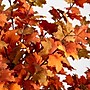 Nearly Natural 6' Autumn Lush Maple Artificial Fall Tree (T4833)~#|#~F3582E48-6405-495F-9C8120FBC475AA24_sc7
