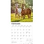 2026 BrownTrout Quarter Horses 12" x 12" Monthly Wall Calendar (9798330705290)~#|#~F3604697-FECB-4E56-B6D4AFE6D712140A_sc7