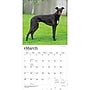 2027 BrownTrout Greyhounds 12" x 12" Monthly Wall Calendar (9798330712502)~#|#~F368ECC0-B2CB-4CB3-9CD96B120963203C_sc7