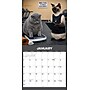 2027 Willow Creek Gym Cats  12" x 12" Monthly Wall Calendar (65280)~#|#~F3ABE581-15C6-4707-A884CCBC847897E7_sc7