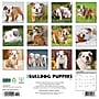 2026 Willow Creek Bulldog Puppies 12" x 12" Monthly Wall Calendar (50422)~#|#~F3F5FBEA-5E05-4827-8D749A88C9C1E4CB_sc7