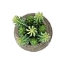 Monarch Specialties Inc. 8" Artificial Succulent Plant in Pot, 2/Set (I 9364)~#|#~F45A8A2B-DF53-407C-AE6A8B8E0F14CFB1_sc7