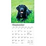 2026 BrownTrout Black Labrador Retriever Puppies 7" x 7" Monthly Wall Calendar (9798330704187)~#|#~F474EA42-AC5B-4EBD-A1A04E43C437E12D_sc7