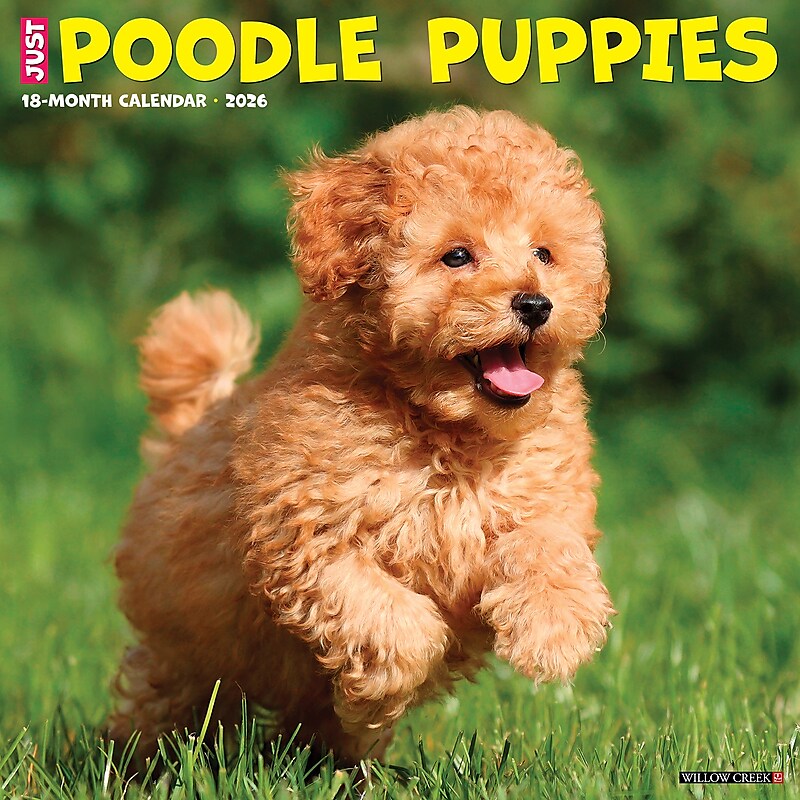 2026 Willow Creek Poodle Puppies 12" x 12" Monthly Wall Calendar (52433) image 1
