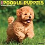 2026 Willow Creek Poodle Puppies 12" x 12" Monthly Wall Calendar (52433)~#|#~F50BB76D-2AC6-46D0-94405D31CD51ECDD_sc7