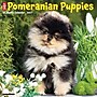 2027 Willow Creek Pomeranian Puppies 12" x 12" Monthly Wall Calendar, Assorted Colors (61848)~#|#~F514D07A-23C2-4FBE-A8F86F4F6F3C7449_sc7