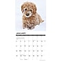 2026 Willow Creek Goldendoodle Puppies 12" x 12" Monthly Wall Calendar (51306)~#|#~F54F65F4-D207-4832-8CEB845204DB5E15_sc7