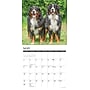 2027 Willow Creek Bernese Mountain Dogs 12" x 12" Monthly Wall Calendar, Assorted Colors (59135)~#|#~F5857CBD-C547-47DF-B2439D412E836E0A_sc7