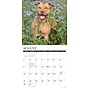 2026 Willow Creek American Pit Bull Terriers 12" x 12" Monthly Wall Calendar (49846)~#|#~F58A6471-FA81-4D56-A84CEC5D36D485F7_sc7