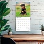 2026 BrownTrout Rottweilers 12" x 12" Monthly Wall Calendar (9798330705399)~#|#~F5DA2972-953B-442F-90756836EA510FB5_sc7