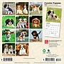 2027 BrownTrout Cavalier King Charles Spaniel Puppies 7" x 7" Monthly Wall Calendar, Assorted Colors (9798330709953)~#|#~F5F8EC95-52EE-494A-BD091DE503DF1E6B_sc7