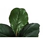 Monarch Specialties Inc. 49" Artificial Fiddle Tree in Pot (I 9517)~#|#~F658187A-E271-4FCE-B770238C4E6020D6_sc7
