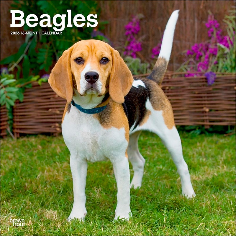 2026 BrownTrout Beagles 12" x 12" Monthly Wall Calendar (9798330702381) image 1