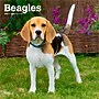 2026 BrownTrout Beagles 12" x 12" Monthly Wall Calendar (9798330702381)~#|#~F65C3838-06C8-428A-B77C35CB7E23CC52_sc7