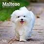 2026 BrownTrout Maltese 7" x 7" Monthly Wall Calendar (9798330704507)~#|#~F6620452-386D-4CEA-93BE80F6D24C3201_sc7