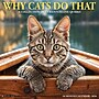 2026 Willow Creek Why Cats Do That 12" x 12" Monthly Wall Calendar (53256)~#|#~F6937B4E-8666-42E6-A6D35922116872F7_sc7