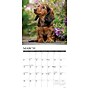 2026 Willow Creek Dachshund Puppies 12" x 12" Monthly Wall Calendar (50927)~#|#~F6CC2FF3-A395-4A0F-A52148DE19AB314F_sc7