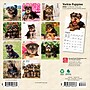 2026 BrownTrout Yorkshire Terrier Puppies 7" x 7" Monthly Wall Calendar (9798330706433)~#|#~F6DFA370-219D-47BE-87263B5C31230C04_sc7