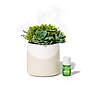 Lifelines Rosemary & Lemon Evaporative Aromatherapy Essential Oil Succulent Diffuser (11-1609)~#|#~F6F75A7B-3767-442C-883135922E389DE6_sc7