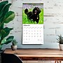 2026 BrownTrout Poodles 12" x 12" Monthly Wall Calendar (9798330705160)~#|#~F77B682B-60E2-4DAB-A58412AA8255450F_sc7