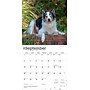 2026 BrownTrout Border Collies 12" x 12" Monthly Wall Calendar (9798330702565)~#|#~F7ECB665-8D36-4C19-AF7168458369271A_sc7