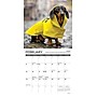 2026 Willow Creek Dachshund Rules 7" x 7" Monthly Wall Calendar (53546)~#|#~F8471F04-6694-48FF-A9A6557070D6F6BD_sc7