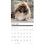 2026 Willow Creek Pekingese 12" x 12" Monthly Wall Calendar (52358)~#|#~F8DDFE01-530A-47AE-9894691CDE201481_sc7