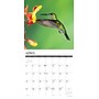 2027 Willow Creek Hummingbirds 12" x 12" Monthly Wall Calendar, Assorted Colors (60728)~#|#~F9074A86-01E1-4C60-8581AA84DE49275D_sc7