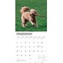 2026 BrownTrout Goldendoodles 12" x 12" Monthly Wall Calendar (9798330703500)~#|#~F91C31FD-F5A3-4452-89BC5120D3D70099_sc7