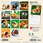 2027 BrownTrout Guinea Pigs 7" x 7" Monthly Wall Calendar, Assorted Colors (9798330709793)~#|#~F9233C26-A174-4AF7-889FD363AEEBC06A_sc7