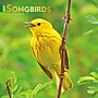 2027 BrownTrout Songbirds 12" x 12" Monthly Wall Calendar (9798330712113)~#|#~F9869E88-AE3C-4A5E-87282D490A363E08_sc7