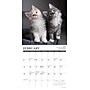 2026 Willow Creek Cat Rules 12" x 12" Monthly Wall Calendar (50583)~#|#~F99D5AC8-0702-42FB-AF09852F207CC189_sc7