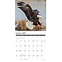 2026 Willow Creek Eagles 12" x 12" Monthly Wall Calendar (51030)~#|#~F9D953AB-699A-4057-BAE240137149FB24_sc7