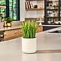 Lifelines Fir Needle & Pine Evaporative Aromatherapy Essential Oil Grass Plant Diffuser (11-1608)~#|#~F9DAC5AC-5B1F-41F1-8BFA17C1AA506525_sc7