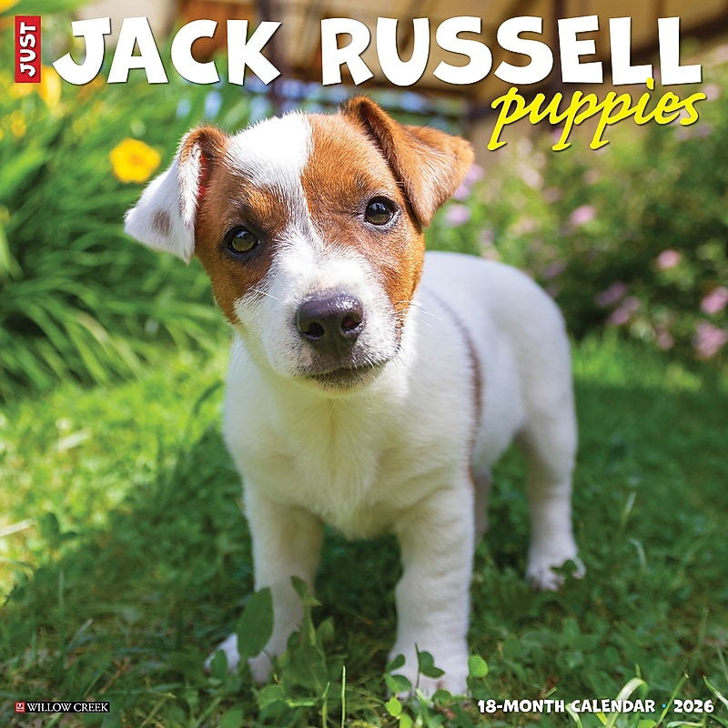 2026 Willow Creek Jack Russell Puppies 12" x 12" Monthly Wall Calendar (51610) image 1