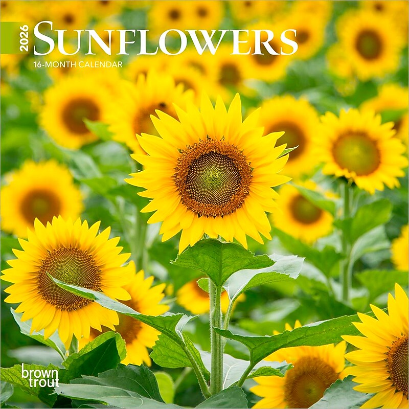 2026 BrownTrout Sunflowers 7" x 7" Monthly Wall Calendar (9798330705689) image 1