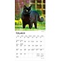 2026 BrownTrout Black Cats 7" x 7" Monthly Wall Calendar (9798330702473)~#|#~FA9ED55A-838E-4905-8AFF43C1C1797503_sc7