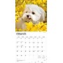 2026 BrownTrout Maltese 12" x 12" Monthly Wall Calendar (9798330707591)~#|#~FAFD332A-A00D-45BA-B7009775F6965863_sc7