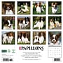 2026 Willow Creek Papillons 12" x 12" Monthly Wall Calendar (52303)~#|#~FB9C3EDF-655E-4E75-A7874001E6A78C8C_sc7