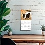 2026 BrownTrout Border Collies 7" x 7" Monthly Wall Calendar (9798330702558)~#|#~FBBE5DD8-9BAE-4C24-93390594EDDCD735_sc7