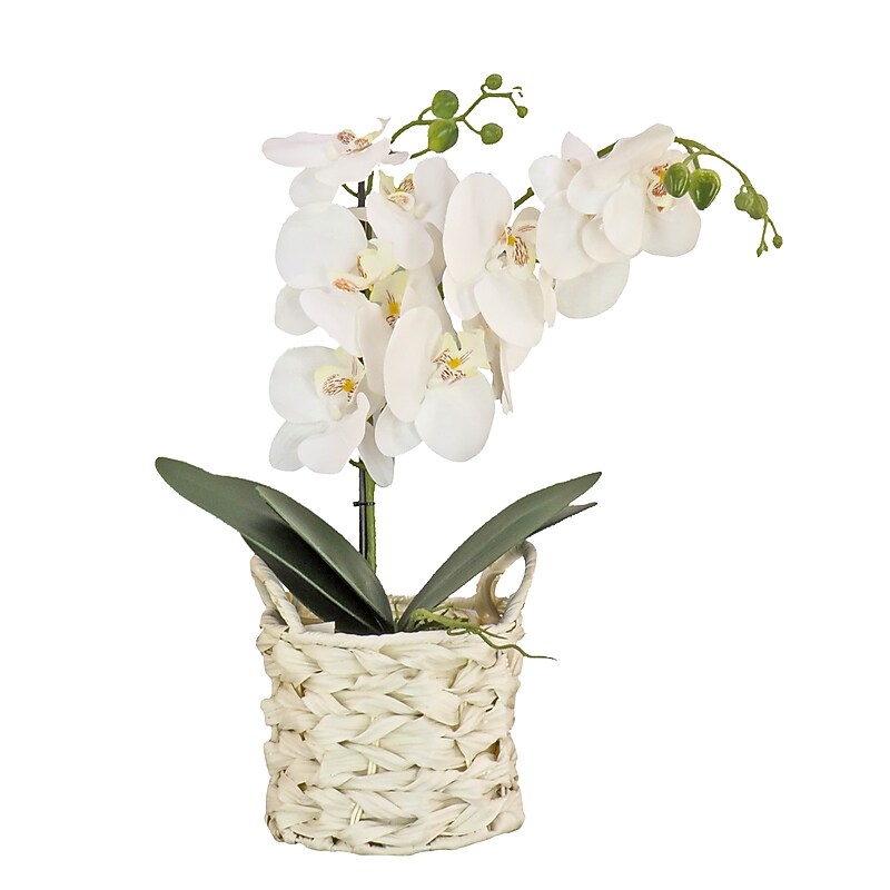 National Tree Company 21" White Orchid Flower in White Basket (MT81-PH0254PWH) image 1