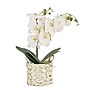 National Tree Company 21" White Orchid Flower in White Basket (MT81-PH0254PWH)~#|#~FBE72293-36A7-4B59-8AAD0B4922A9536A_sc7