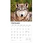 2026 BrownTrout Wolves 12" x 12" Monthly Wall Calendar (9798330706402)~#|#~FBF214C1-C23D-4477-BFA9B201BF676116_sc7